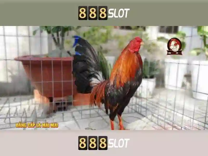 888slot - Đánh giá và trải nghiệm người chơi